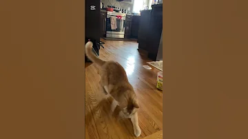 Treat Time For Kitty Foryou Fype Shorts Fypviralシ 
