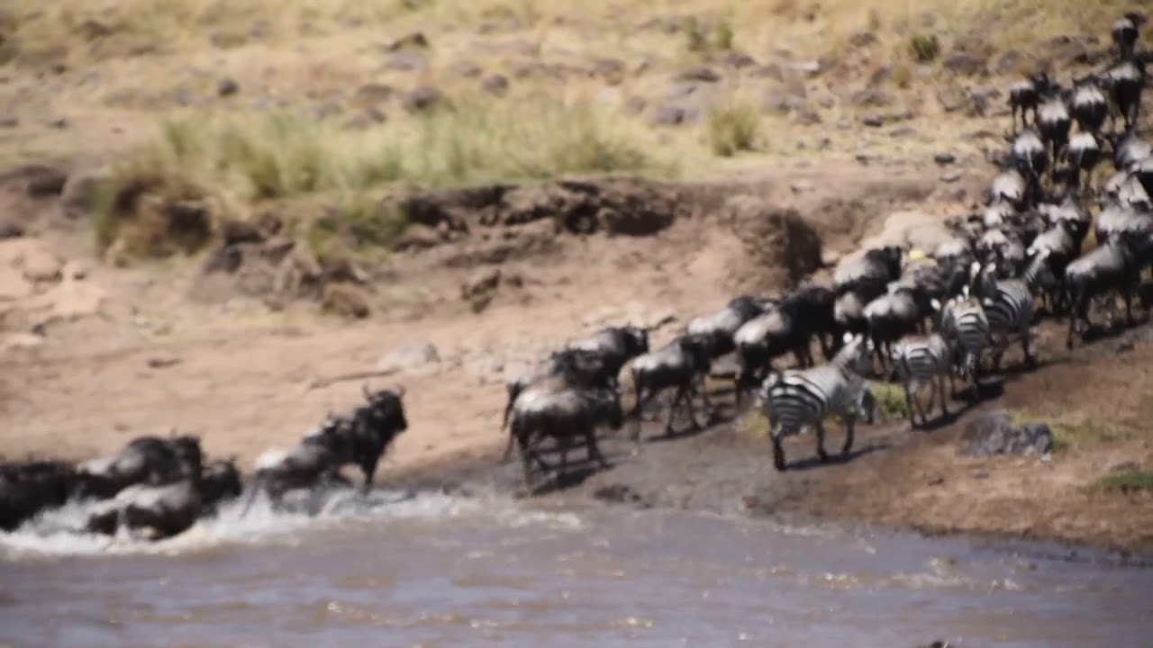 Wildebeest and Zebras crossing the River