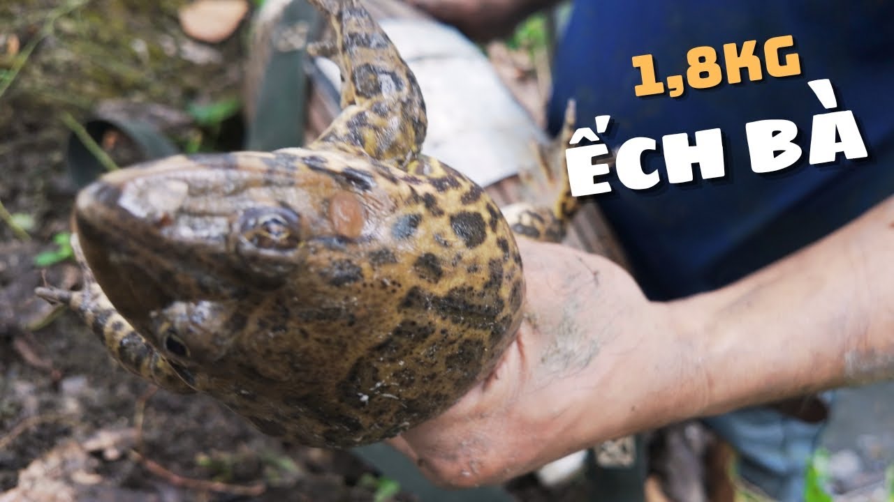 Câu lươn gặp phải mương Ếch Khủng 1,8KG 5 con.  Ếch xào lá cách, ếch nấu cơm mẻ | Dân Lục Tỉnh