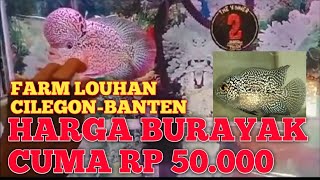TERNYATA DI CILEGON ADA FARM LOUHAN BERKUALITAS BELUM BANYAK ORANG TAU
