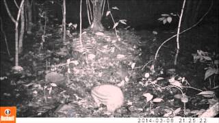 Teaser De Animais 2014 By Noinha