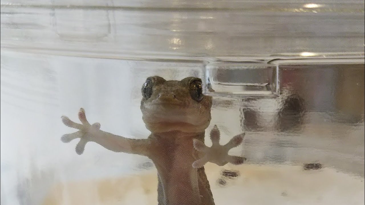 ヤモリが家の中にwwww玄関などスピリチュアル的に縁起が良いの