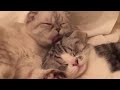 Taylor Swift's Cats - Funny &  Cute Moments