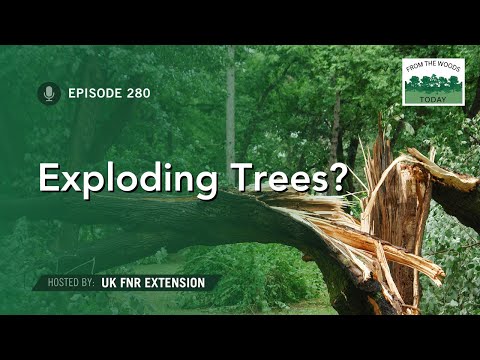 Exploding Trees - From the Woods Today - Episode 280