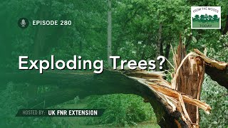 Exploding Trees - From the Woods Today - Episode 280