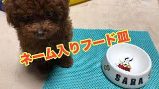 【犬☆名前入りフード皿】トイプードルのサラ