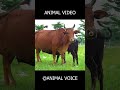 Guess The Voice 😱 | Animal Quiz #shorts