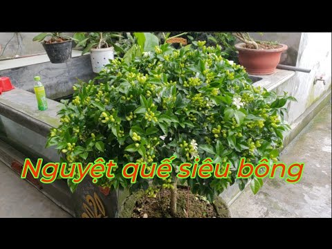 Video: Murraya Orange Jasmine - Trồng Cây Hoa Nhài Cam Trong Vườn