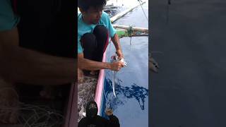 Alhamdulillah Hasil Mancing Hari Ini