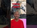 Carnivore Squirrels