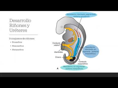 Video: ¿Qué es la anatomía del pronefros?