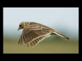 Capture de la vidéo Ralph Vaughan Williams - The Lark Ascending (Hd Version) - Iona Brown & Sir Neville Marriner/Asmf