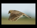 Ralph vaughan williams  the lark ascending version  iona brown  sir neville marrinerasmf