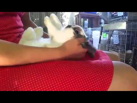 How To Flip Your Rabbit Onto Its Back Youtube