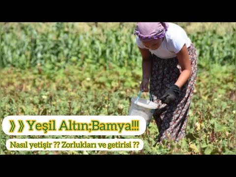 Video: Bamya Yetiştirme ve Bamya Hasadı Hakkında Bilgi