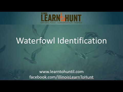 Video: Duck wigeon: deskripsi burung, karakteristik, foto
