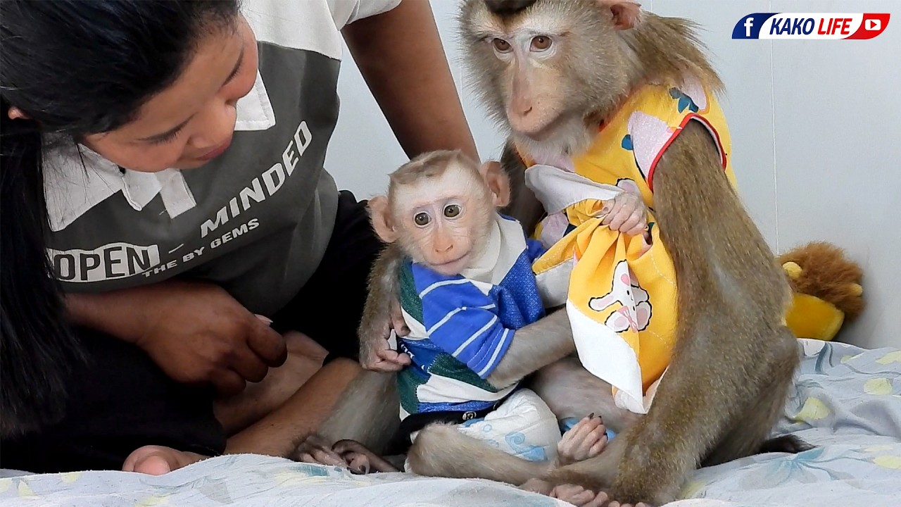 Successful For Baby Luka Open Luna's Shirt To Drink Breast Milk First Time