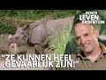 Het favoriete dier van verzorger Melle is de neushoorn | HET ECHTE LEVEN IN DE DIERENTUIN #3