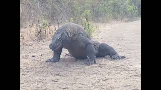 Komodo Dragon Vs Goat