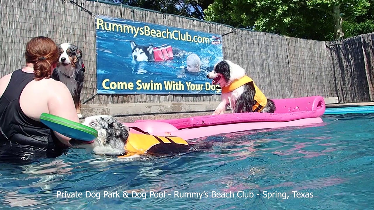 16 yo Australian Shepherd Heart decides she prefers to swim on the pool floats while her son Ballou