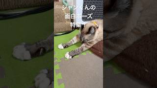 【元気です】ジャンくんはとても面白い #ジャンポン #ねこのいる生活 #cat