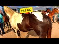 #74 FEIRA DE CAVALO EM CARUARU PE - CAVALO DOCUMENTO NA MÃO!! (13/10/2020)