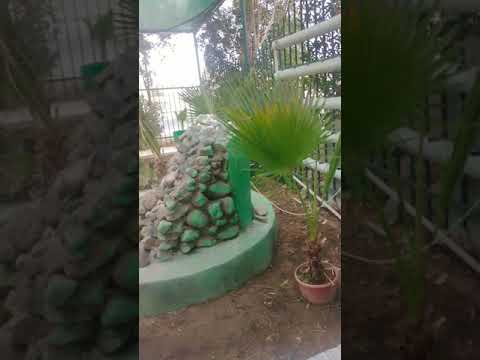 مشاتل الصبار مكه