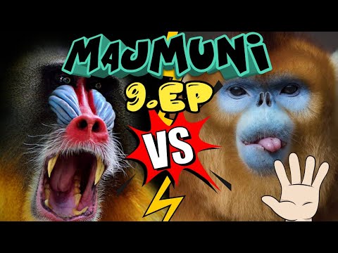 Video: Jesu li pamučni tamarinski majmuni?