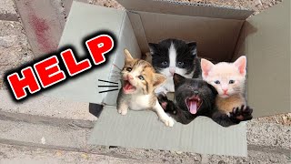 Rescue kittens that were abandoned and dying // The kittens were left in a carton