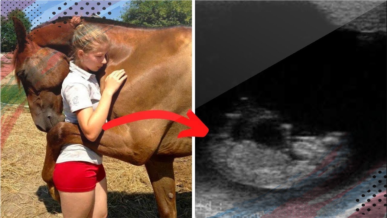 Horse impregnates woman