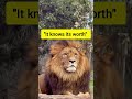 👑 A Lion Doesn't Need Approval 🔥 | Know Your Worth #onelesson #motivation #shorts
