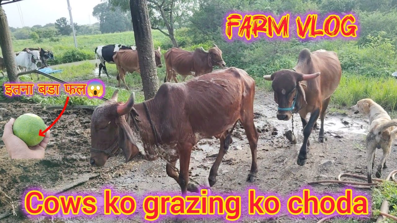 A day with cows. #farmlife #khetibadi 