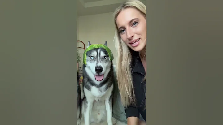 My dogs did not like their new hats… #dogsofyoutube #dog #dogs #husky #huskies