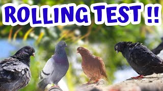 💥🕊️All My Roller Pigeons ROLLING Test In One Video | கர்ண புறா |