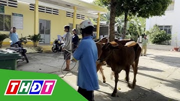 Đồng Tháp: Hỗ trợ bò giống cho hộ nghèo biên giới | THDT