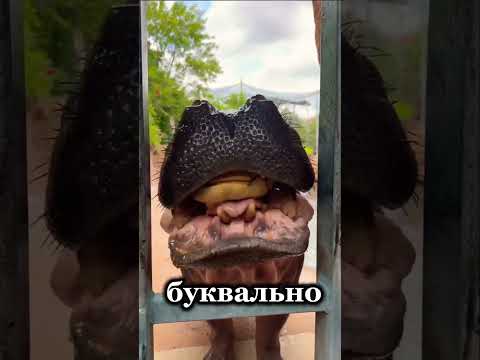 Бегемот открывает пасть на 150 градусов — зачем?🦛#бегемот #арбуз #интересно#shortvideo