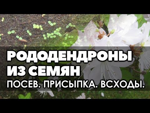 Рододендрон в домашних условиях из семян