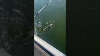 Pb Freshwater Striper For Our Guest