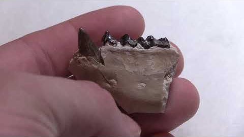 Spectacular Specimens: Oreodont