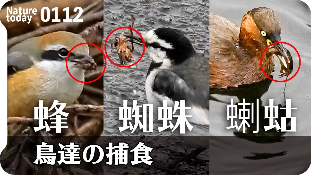 0112 鳥が蜘蛛ザリガニ蜂を捕食 小さな猛禽モズ カイツブリ ハクセキレイ ジョウビタキが紫式部を シジュウカラが種子を食べる 雪降らず雨天撮影 今日撮り野鳥動画まとめ 身近な生き物語 鶴見川水系恩田川の野鳥 身近な生き物語 いきものがたり 0112 鳥が蜘蛛ザリガニ蜂を捕食 小さな猛禽モズ カイツブリ ハクセキレイ ジョウビタキが紫式部を シジュウカラが種子を食べる 雪降らず雨天撮影 今日撮り野鳥動画まとめ 身近な生き物語 鶴見川水系恩田川の野鳥 身近な生き物語 いきものがたり
