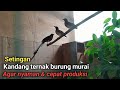 5 point penting dalam pembuatan Kandang ternak murai batu agar burung nyaman