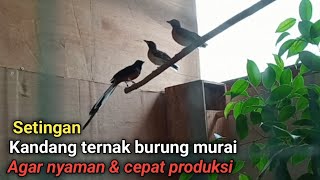 5 point penting dalam pembuatan Kandang ternak murai batu agar burung nyaman