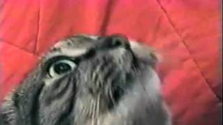 Adorably Derp Cat.
