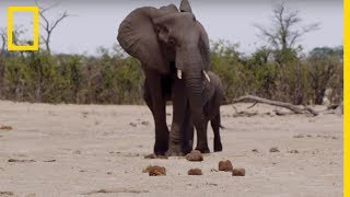 Les éléphants ont-ils vraiment une bonne mémoire ? - France Bleu