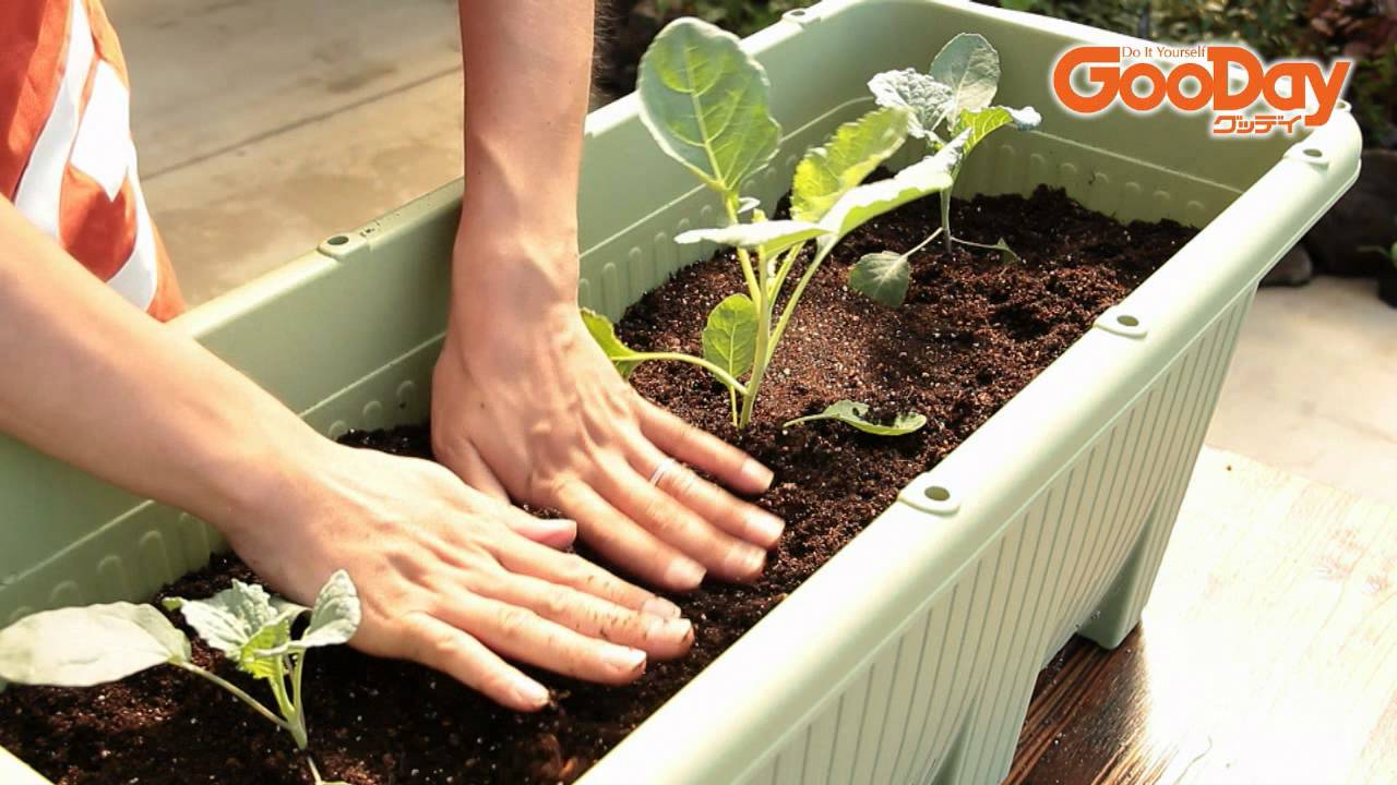 茎ブロッコリーの育て方 Youtube
