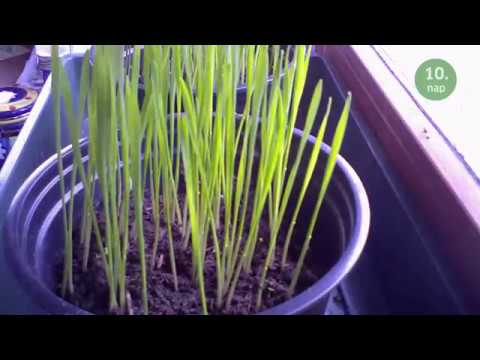 Videó: Mikor ültessünk búzavirágmagot?