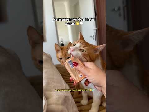 PENSAMENTOS DOS MEUS GATOS áudio @gatomiu