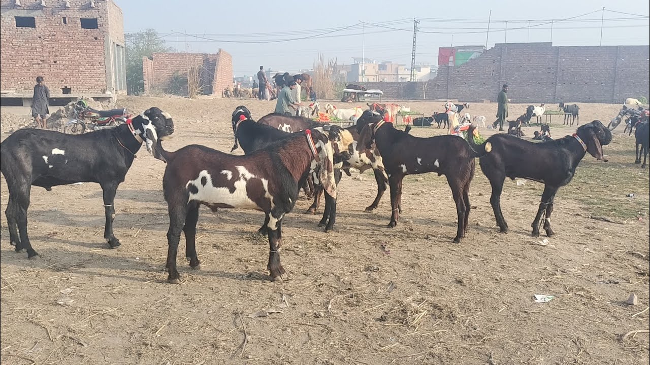 Wednesday Mandi Latest Update Today - Shahpur Kanjra Mandi lahore - SKD 