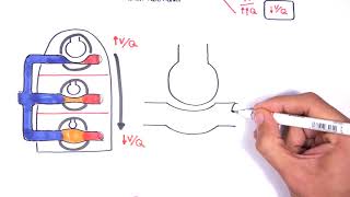 Respiratory System Physiology  Ventilation and Perfusion (V:Q Ratio) Physiology