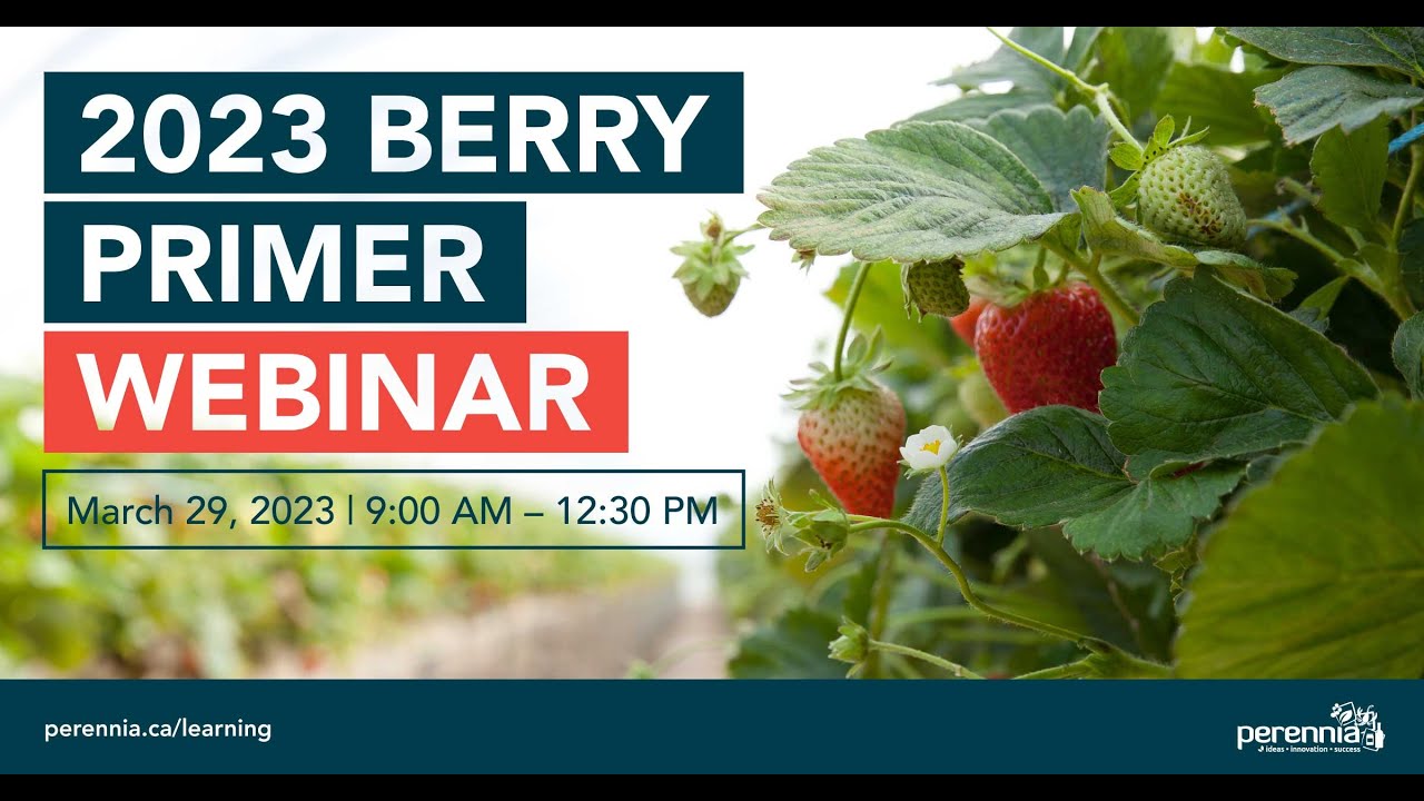 Berry Primer 2023 - Anthracnose of strawberry resistance testing